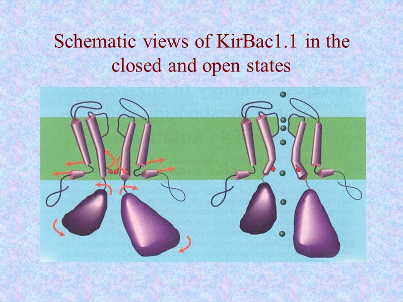 Schematic views of KirBac1.1 in the closed and open states